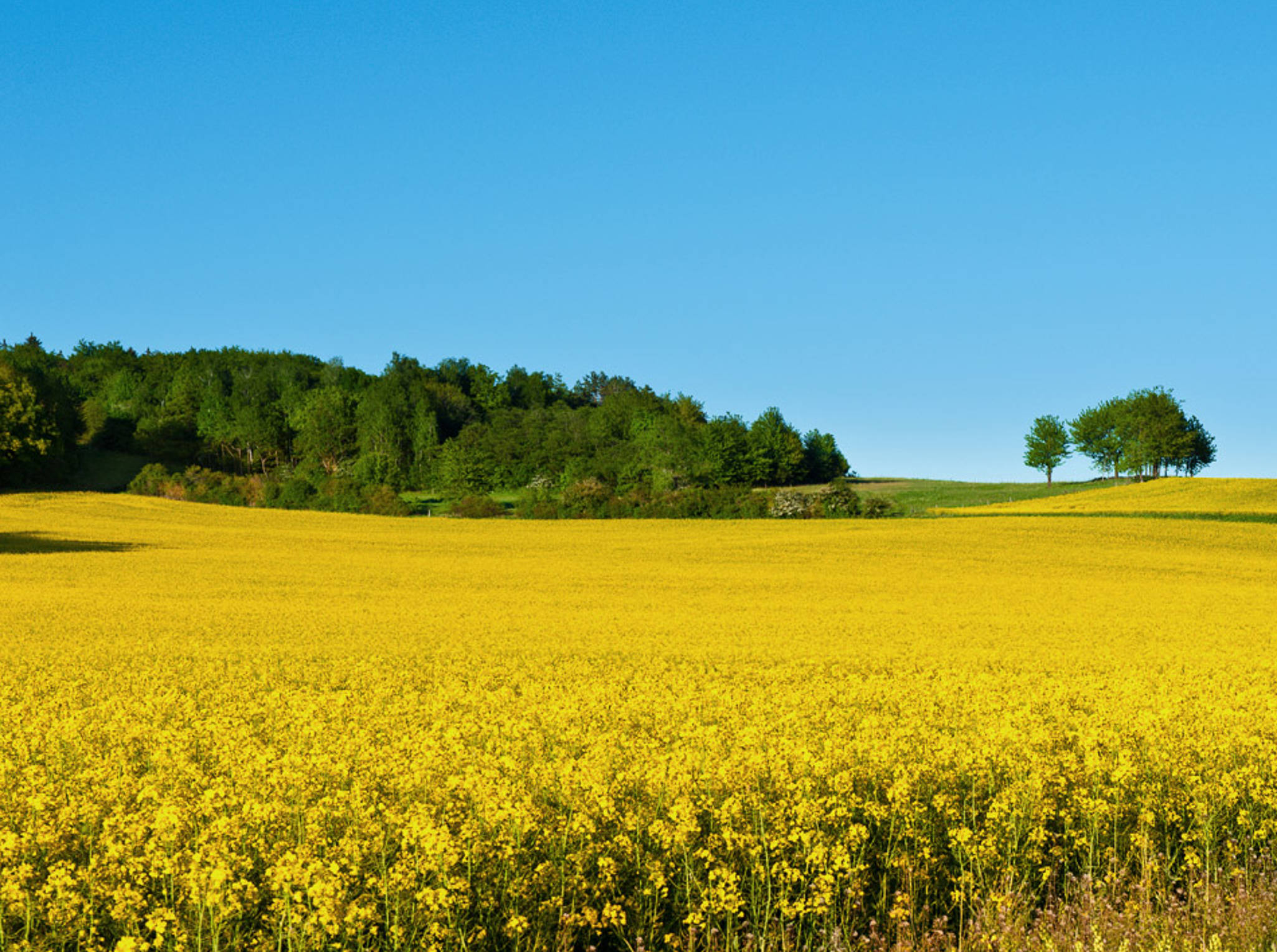 1. Ausschreibung für Biomasse: Noch kein Wettbewerb in Sicht