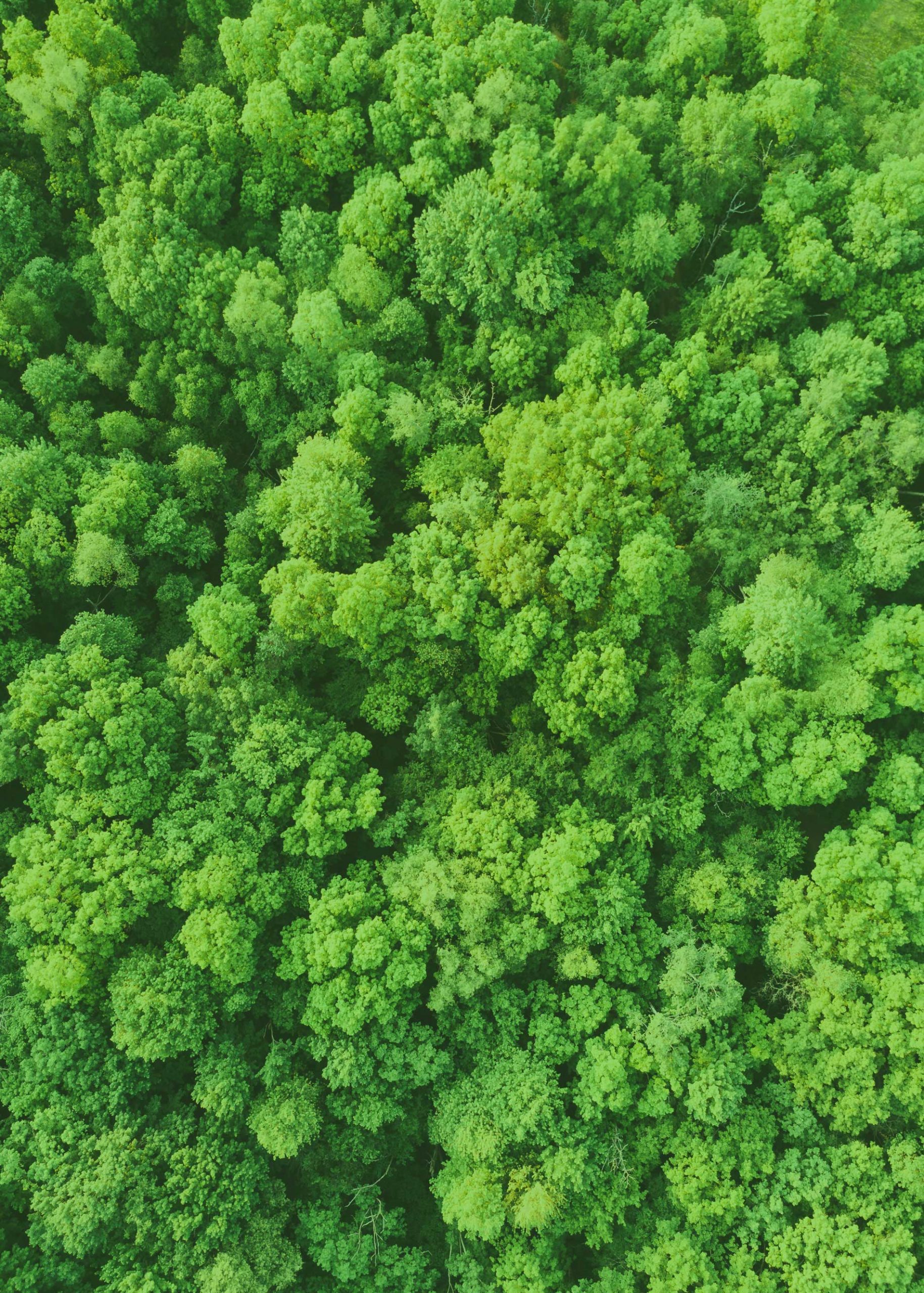 Neue Regeln für Green Claims: Was Unternehmen der Erneuerbare-Energien-Branche jetzt beachten müssen